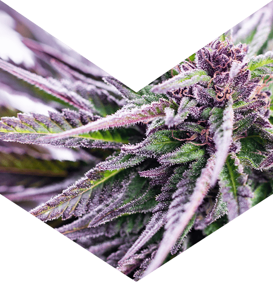 Image of Cannabis